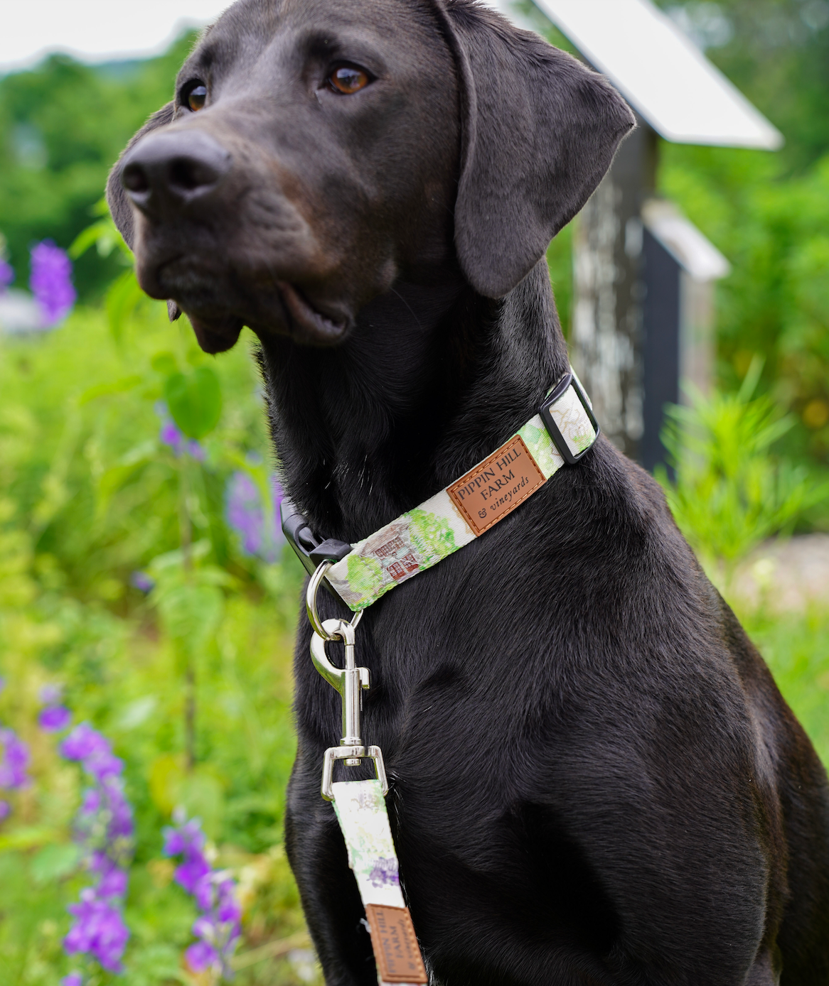 Pippin Branded Dog Collar – Easton Porter Group