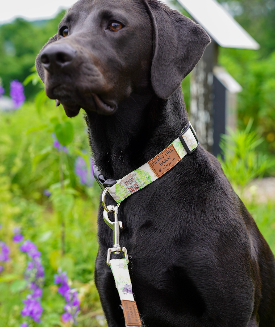 Dog with a Pippin Hill branded collar on that is tan and features the exterior of the building. Leather emblem on the collar.